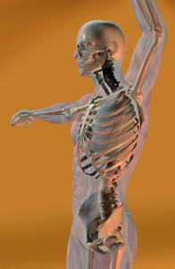 3D,anatomy,Bill Pridgen,anatomical, medical