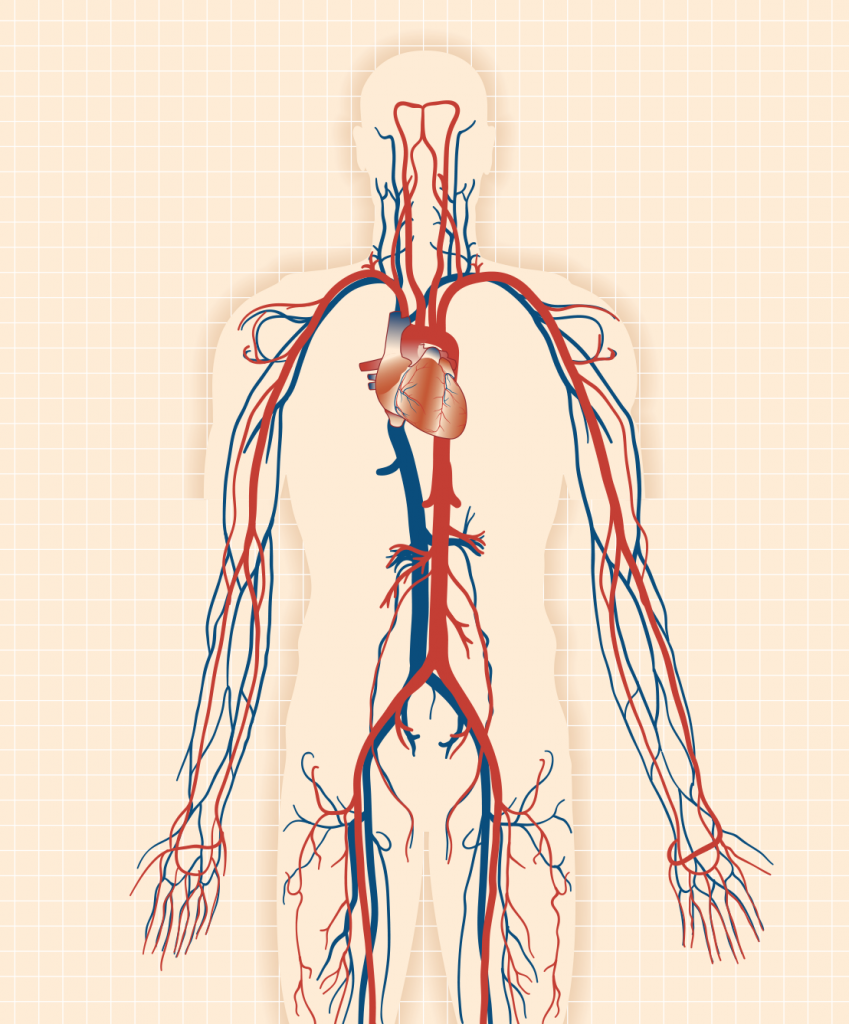 cardio arterial illustrations, medical, anatomy, anatomical illustrations
