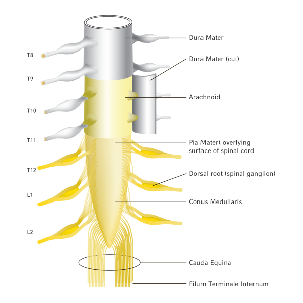 epidural, spinal cord, coccyx