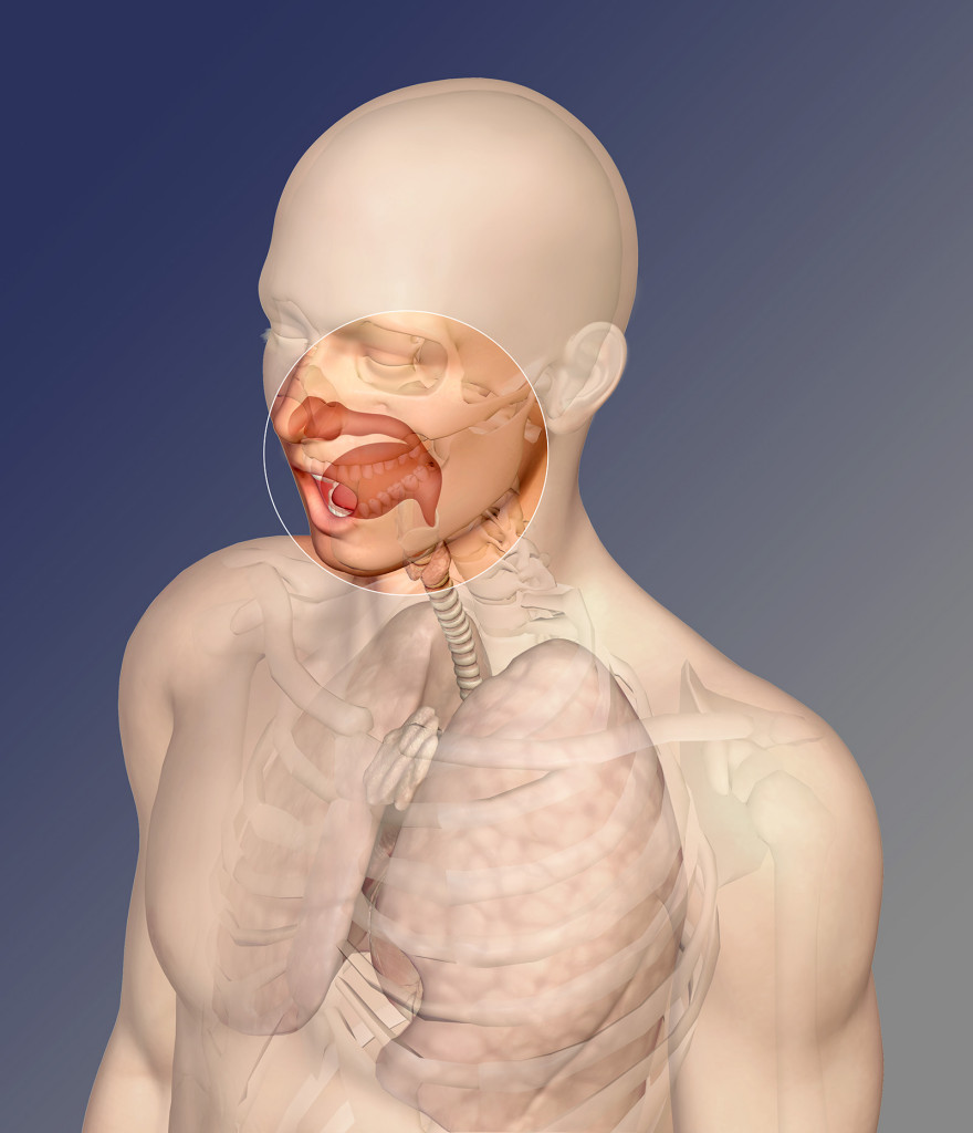 oral airway,medical,illustration, airways, nasal cavity,