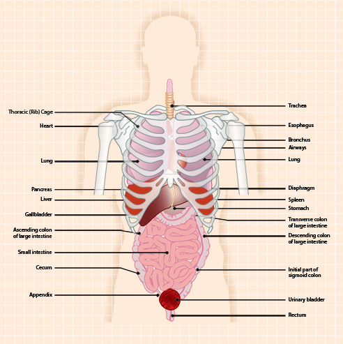 thoracic organs,stock,illustrator,Bill Pridgen,Electric Bill