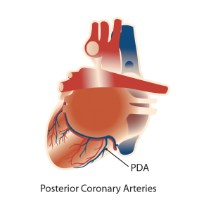 cardio arterial illustration, heart, anatomical, medical, drawings